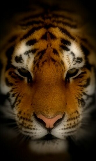 Tiger 3d Wallpaper Screensaver Pre Id