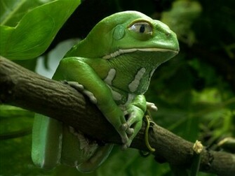 Kermi Esperando Miss Piggy Wallpaper