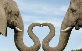 Two Elephants Wallpaper And Image Pictures Photos