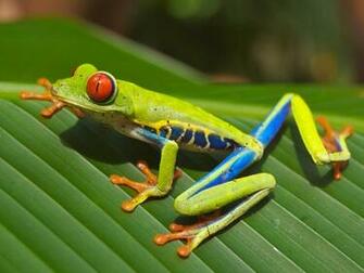 File Red Eyed Tree Frog Edit2 Jpg Wikipedia The Encyclopedia