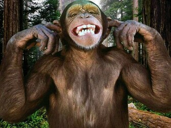 Baby Monkey HD Wallpaper S Miling Funny