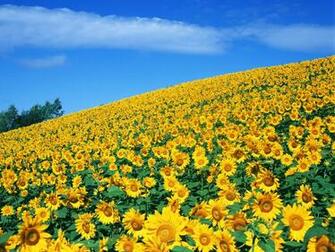 Sunflower Wallpaper Jpg