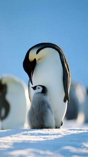 Penguins Family iPhone Plus Wallpaper Animal