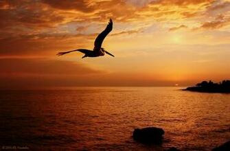 Pelican Wallpaper Most Popular Landscape