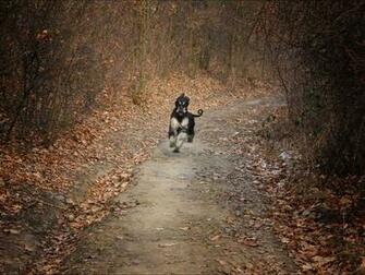 Afghan Hound Running In The Autumn Forest Photo And Wallpaper