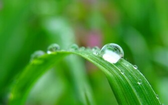 Leaves Wallpaper Amazing Raindrops Widescreen