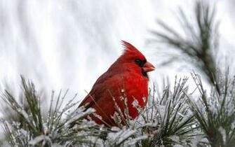 Cardinal Bird Wallpaper