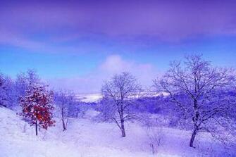 Purple Winter Wallpaper