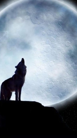 Wolf Wallpaper For iPhone