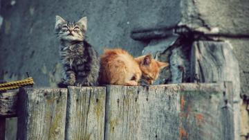 Cute Background Desktop Cat Funny HD Wallpaper