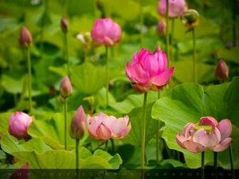 Beautiful Collection Of Lotus Flower Desktop Wallpaper