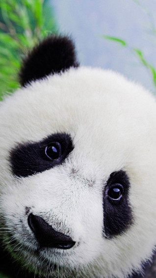 Cute Panda Wallpaper