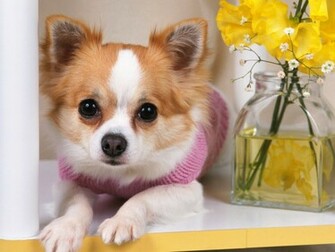 Cute Puppy Dogs Wallpaper