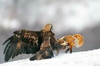 Golden Eagle HD Wallpaper Background