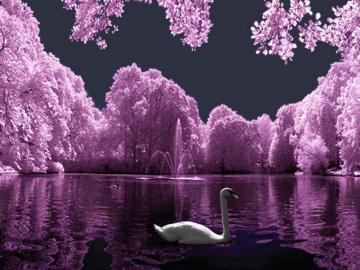 Beautiful Swan Lake Wallpaper