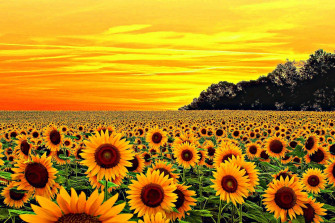 Sunflower Yellow Wallpaper