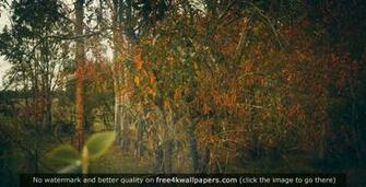 Fall In The French Countryside Wallpaper