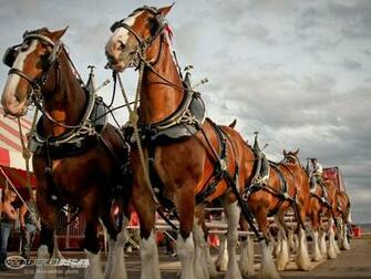 Clydesdale Wallpaper