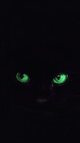 Black Cat Eyes iPhone Wallpaper Wild Animal