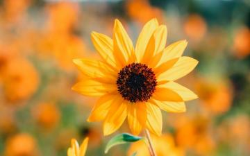 Wallpaper Sunflower Petals Yellow Widescreen