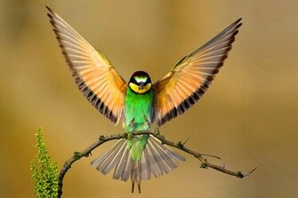 Bird Wallpaper Resolution