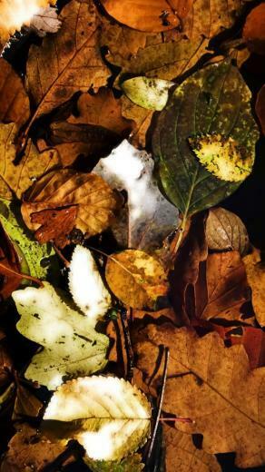 iPhone Wallpaper Fall Background