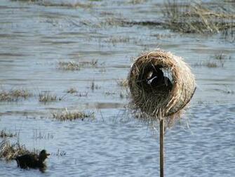 Delta Waterfowl Wallpaper