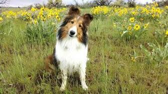 Sheltie Nation Awesome S N Desktop Wallpaper