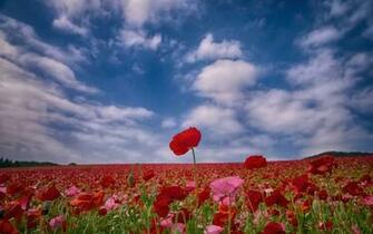 Poppy Computer Wallpaper Desktop Background Id
