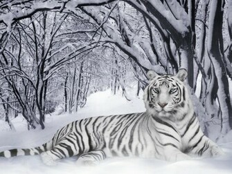 Animals Wallpaper Cute White Tigers