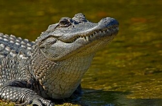 Wallpaper Alligator HD