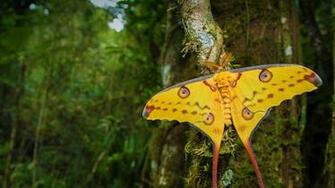 Comet Moth Bing Wallpaper