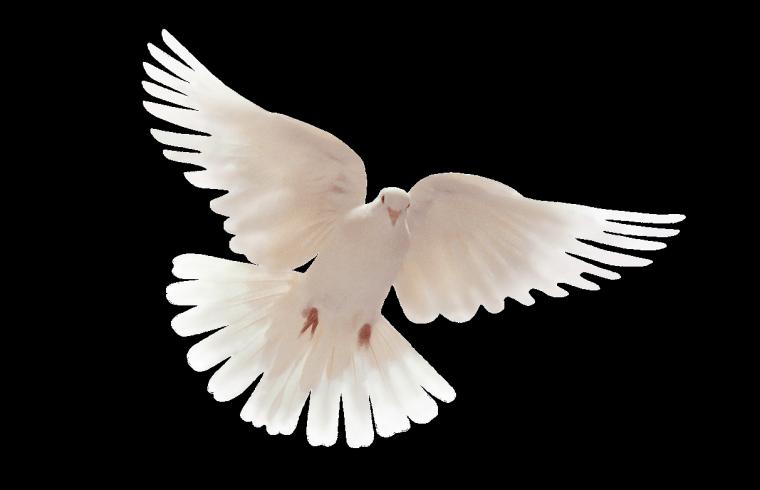 Flowers Doves In Flight Dove Wallpaper HD