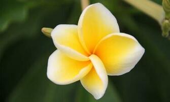 Plumeria Frangipani HD Wallpaper High