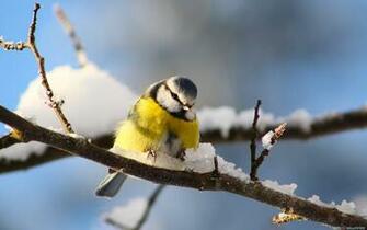 Home Birds Bird Branch Snow