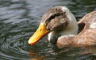 Duck Wallpaper Background
