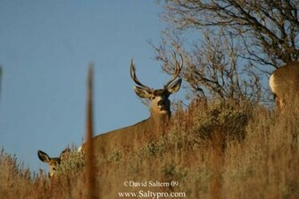 Mule Deer Wallpaper