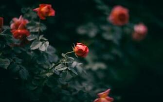 Rose Flower Bush Buds Stock Photo Image Wallpaper HD Picture