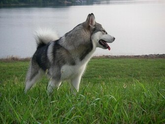 Alaskan Malamute Wallpaper Nice