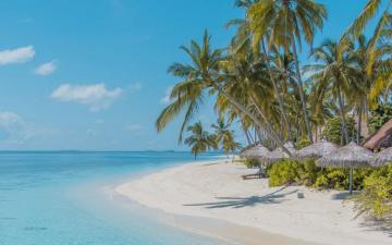 Wallpaper Beach Palm Trees Sand Water