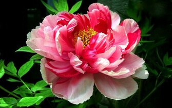Peony Flower Macro Photography Wallpaper
