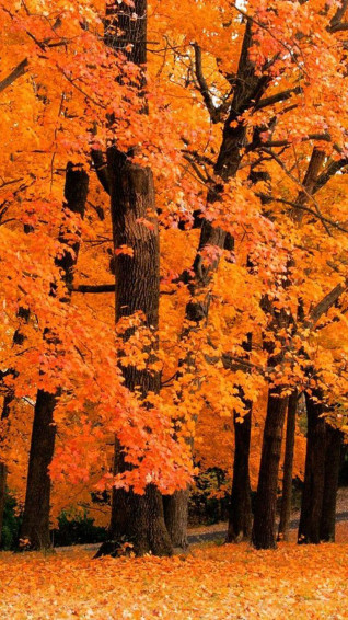 Amazing Fall Wallpaper For iPhone