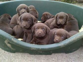 Years Ago Dogs Labrador Retriever Macclesfield