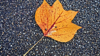 Fall Maple Leaf Wallpaper