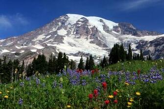 Visit Rainier Wildflowers Now On The Nisqually Vista Trail