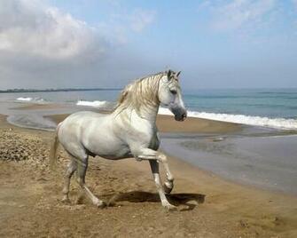 Cool Animals Pictures Horse Beautiful Desktop Wallpaper