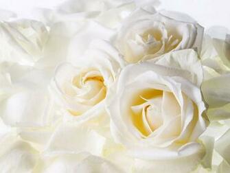 White Roses Wallpaper