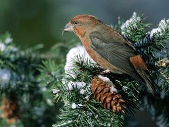 Beautiful Birds Pine Tree Snow Bird Wallpaper Full HD
