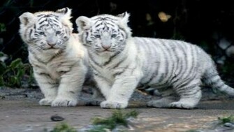 White Tiger Cub Wallpaper