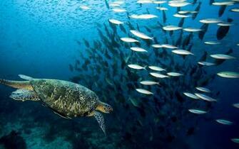 Fish Pictures Ocean Wallpaper Chapter HD Animal